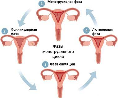 Доклад: Менструальный цикл